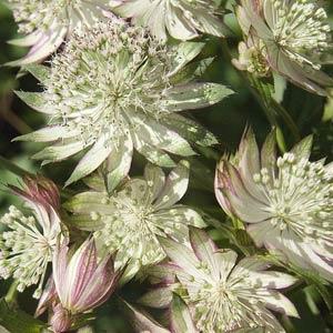 Astrantia major Star Of Royals - Bloom