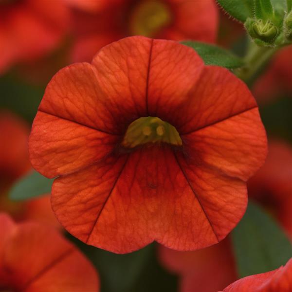 Cha-Cha™ Orange Calibrachoa - Bloom