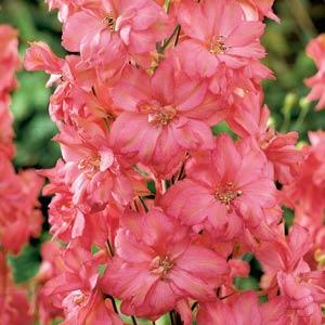 Delphinium Elatum Coral Sunset - Bloom