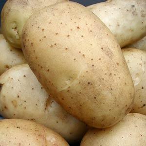 Mr. Potato Potato - Bloom