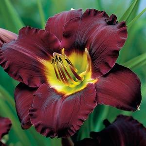 Hemerocallis Bela Lugosi - Bloom