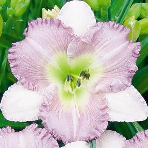 Hemerocallis Eleonore