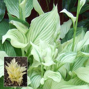 Hosta White Feather - Bloom