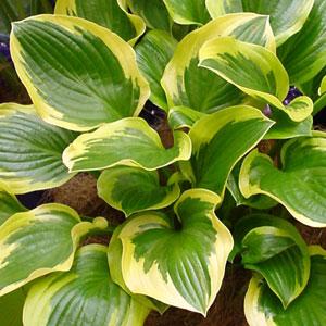 Hosta Sugar And Spice