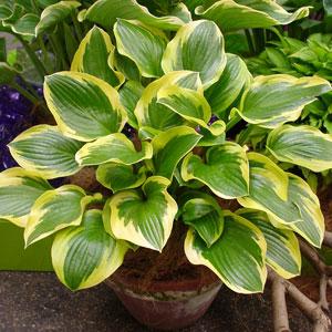 Hosta Sugar And Spice - Container