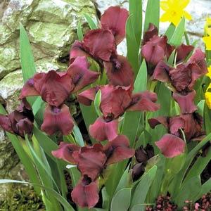 Iris pumila Cherry Garden - Bloom