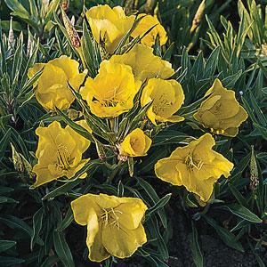 Oenothera macrocarpa  - Bloom