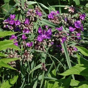 Tradescantia andersoniana Concord Grape - Bloom