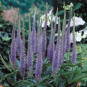 Veronicastrum virginicum Apollo - Bloom