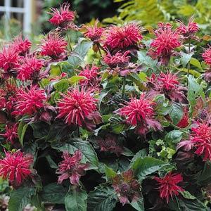 Monarda didyma Pink Supreme