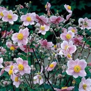 Anemone tomentosum Robustissima - Bloom