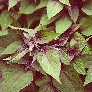 Eupatorium rugosa Chocolate - Bloom