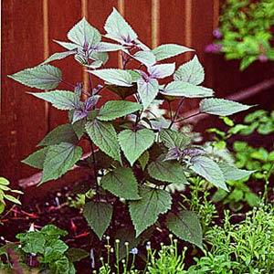 Eupatorium rugosa Chocolate - Garden