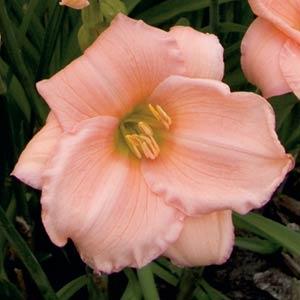 Hemerocallis On And On - Bloom