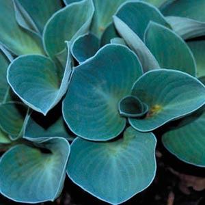 Hosta Blue Mouse Ears - Bloom