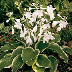 Hosta plantaginea Diana Remembered - Bloom