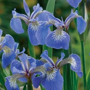 Iris setosa Baby Blue - Bloom