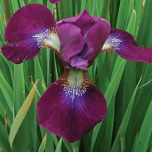 Iris sibirica Hubbard - Bloom