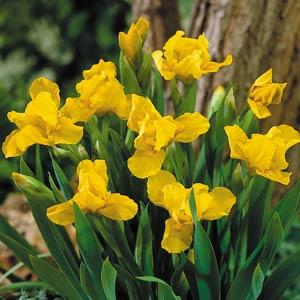 Iris Brassie - Bloom