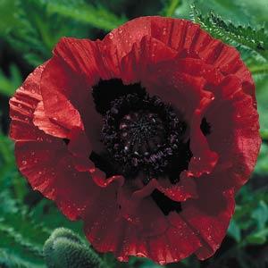 Papaver orientale Indian Chief - Bloom