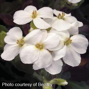 Arabis caucasica Snowfix - Bloom