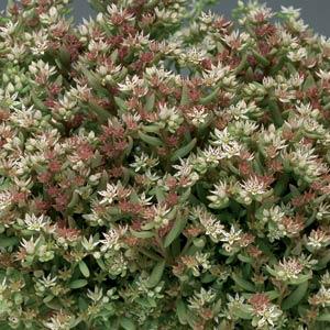 Sedum nevii Silver Frost - Bloom