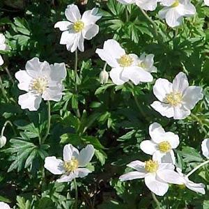 Anemone sylvestris