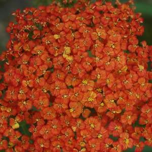 Achillea millefolium Peggy Sue - Bloom