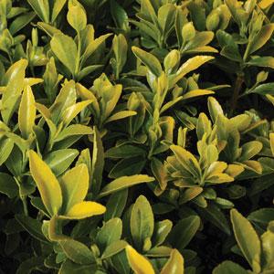 Golden Flair Euonymus - Bloom