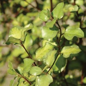 Golden Sheen Pittosporum - Bloom