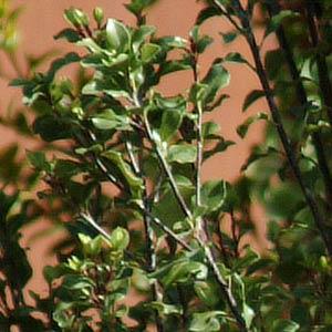 Screen Between Pittosporum - Bloom