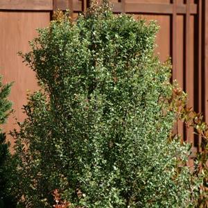 Screen Between Pittosporum - Landscape