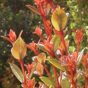 Orange Twist Syzygium - Bloom