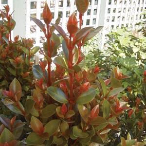 Orange Twist Syzygium - Garden