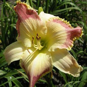 Hemerocallis lotus position