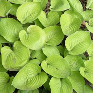 Hosta Glad Tidings - Bloom