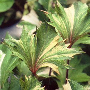 Ligularia Osiris Pure Fantaisie