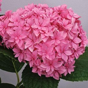 Perfection Hydrangea macrophylla - Bloom