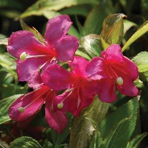 Flamingo Pink Weigela - Bloom