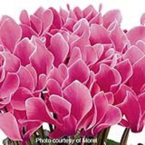 Premium Rose Flame Cyclamen - Bloom