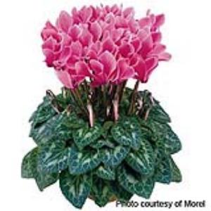 Premium Rose Flame Cyclamen - Container