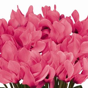 Premium Salmon Eye Cyclamen - Bloom