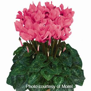 Premium Salmon Eye Cyclamen - Container