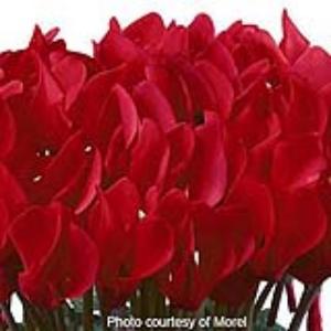 Premium Bright Red Cyclamen - Bloom