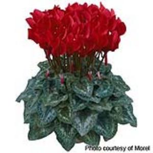 Premium Bright Red Cyclamen - Container