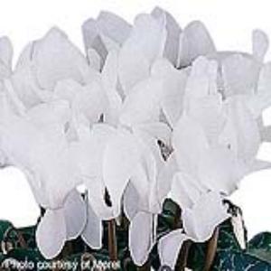 Premium Pure White Compact Cyclamen - Bloom