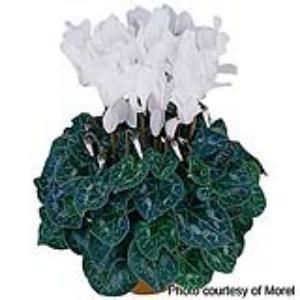 Premium Pure White Compact Cyclamen - Container