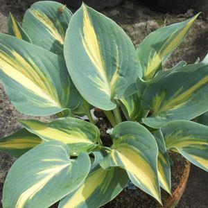 Hosta Cream Topping - Bloom