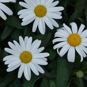 Leucanthemum White Knight - Bloom