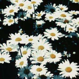 Leucanthemum White Knight - Garden